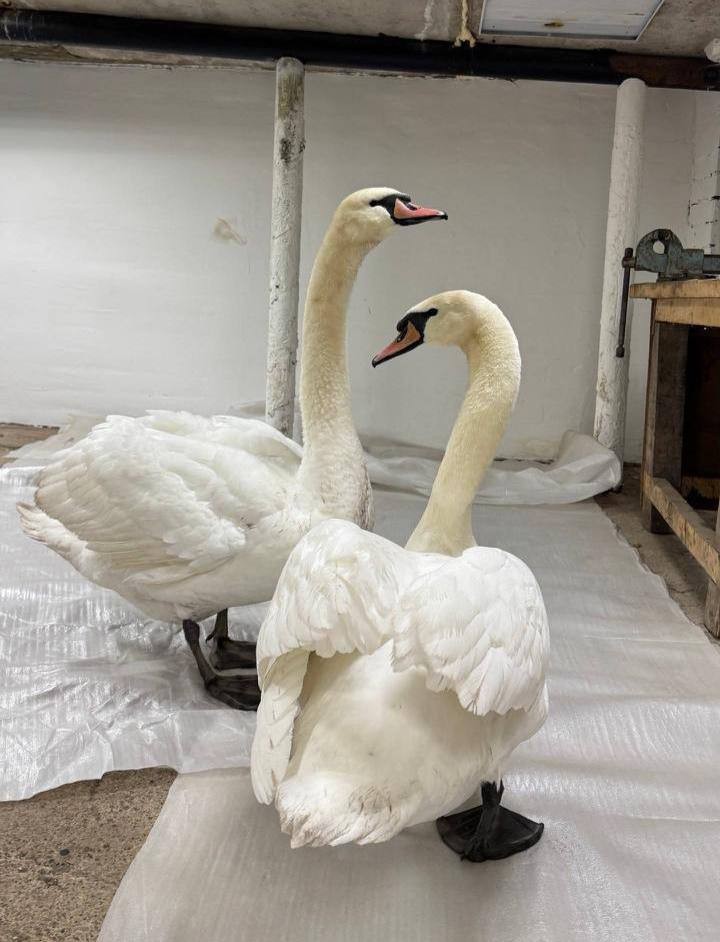 В Альметьевске спасли двух лебедей-шипунов